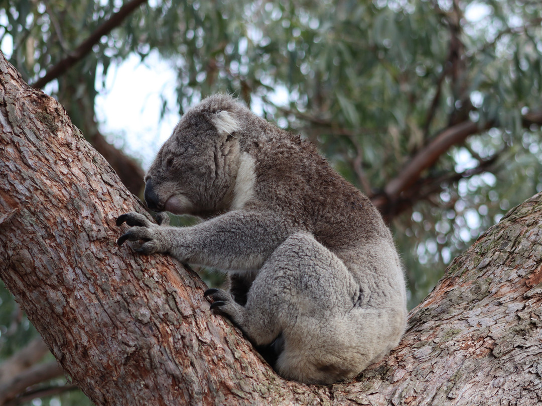 雷蒙德岛-Paynesville必去景点