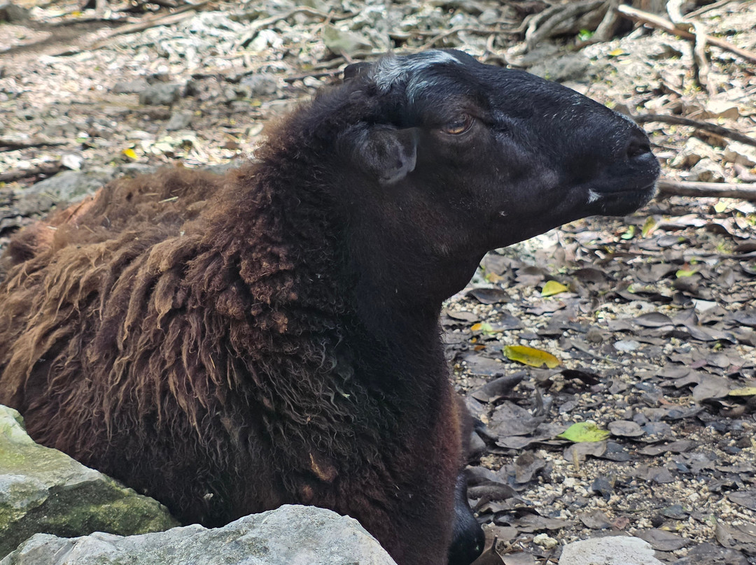 Akumal Monkey Sanctuary & Rescued Animals-艾库玛尔必去景点