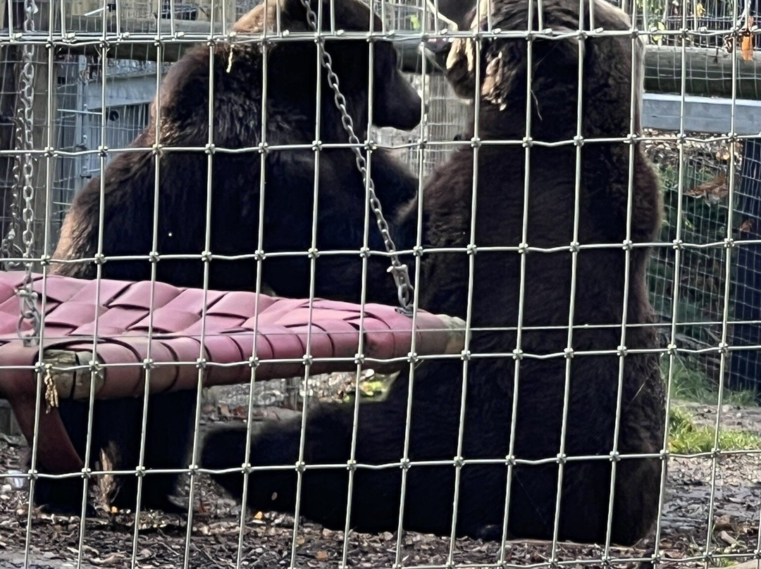 Jimmy's Farm & Wildlife Park-伊普斯威奇必去景点