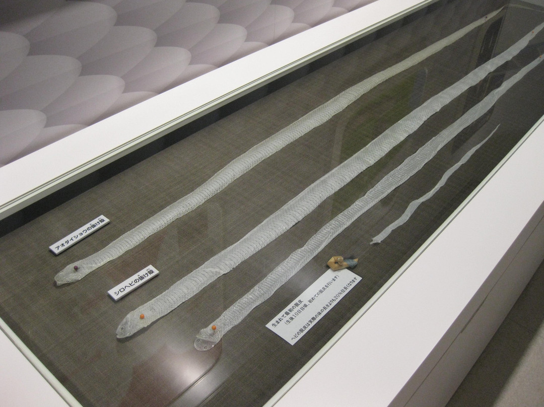 Iwakuni Shirohebi Museum-岩国市必去景点