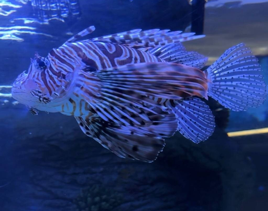 Sharjah Aquarium-沙迦必去景点