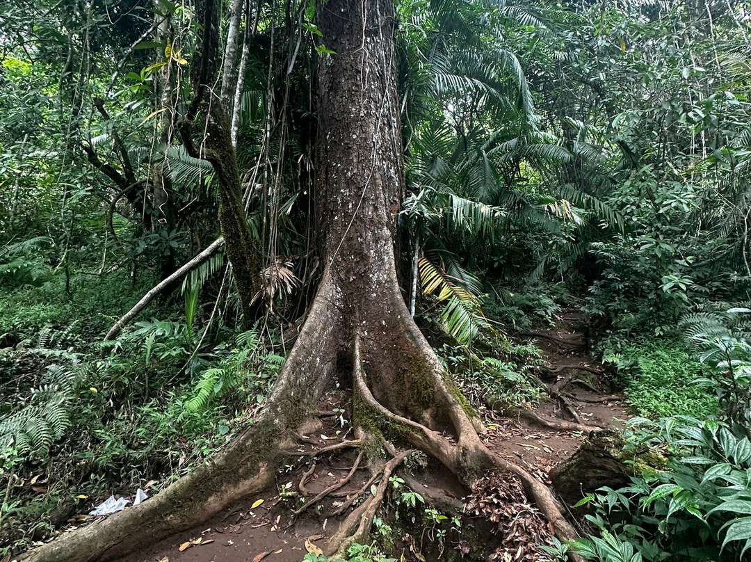 Adi Trekker-Senaru必去景点