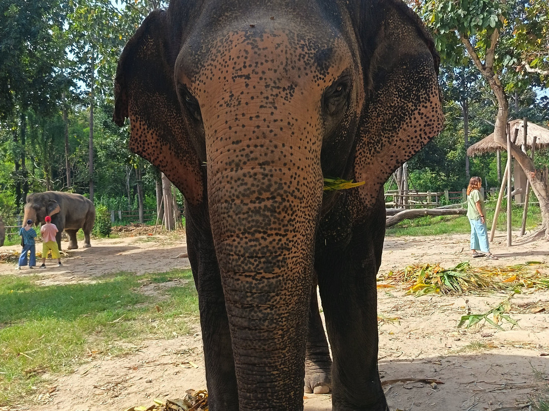 Maerim Elephant Sanctuary-夜林必去景点