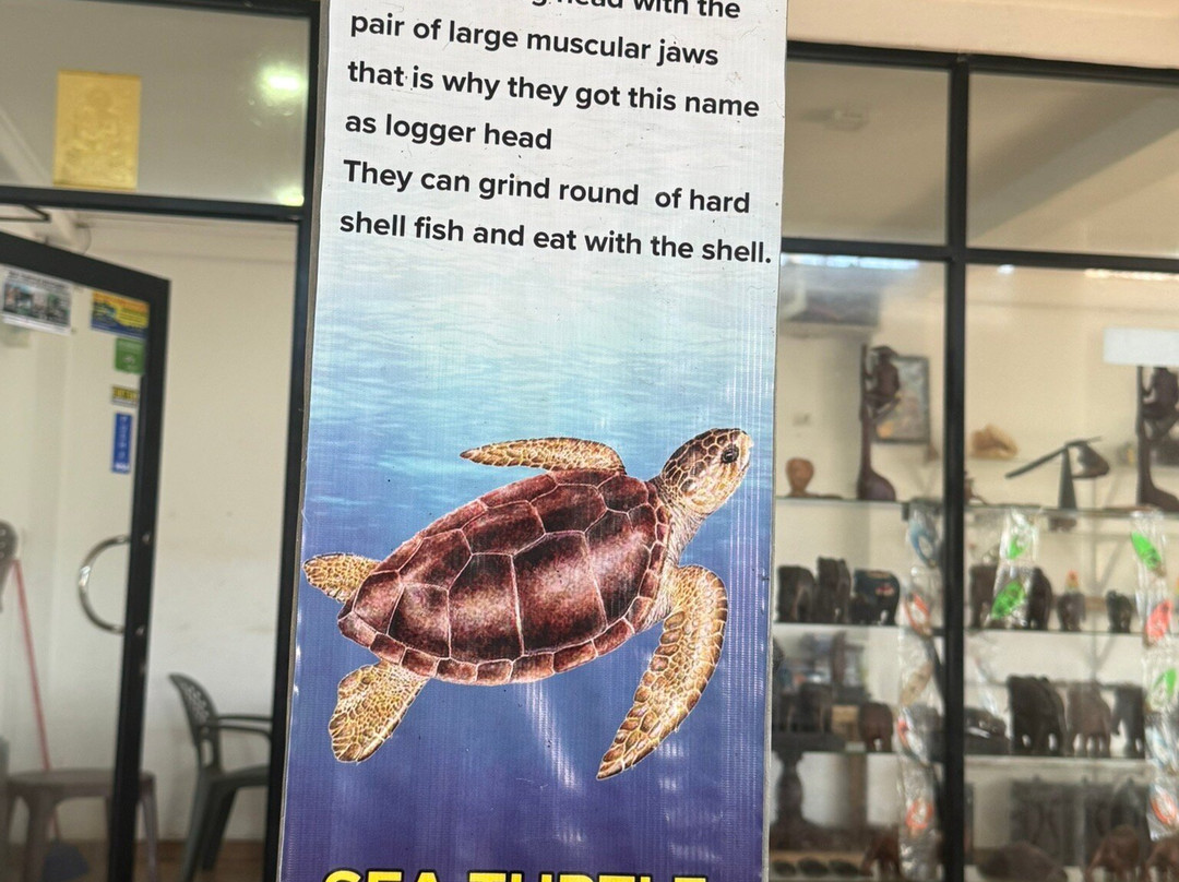 Sea Turtle Farm and Hatchery - Habaraduwa-哈巴拉杜瓦必去景点