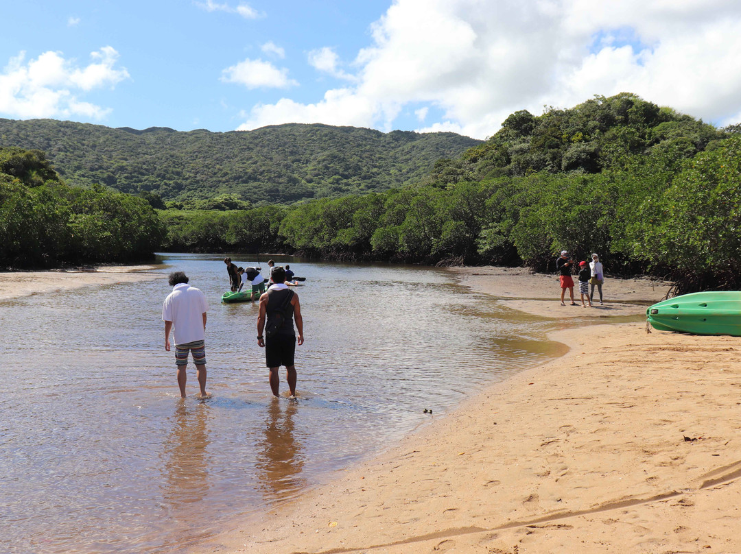 Rhizophoraceae Plant Community of Fukidogawa River-石垣市必去景点