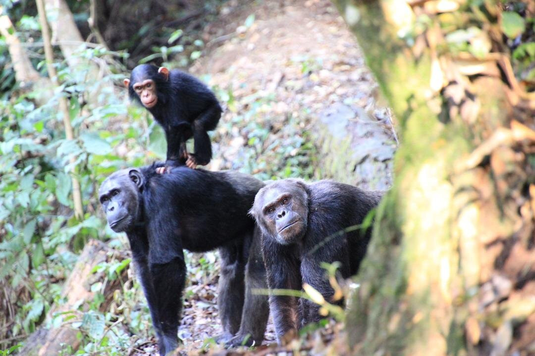 Nyungwe National Park - Rwanda-Western Province必去景点