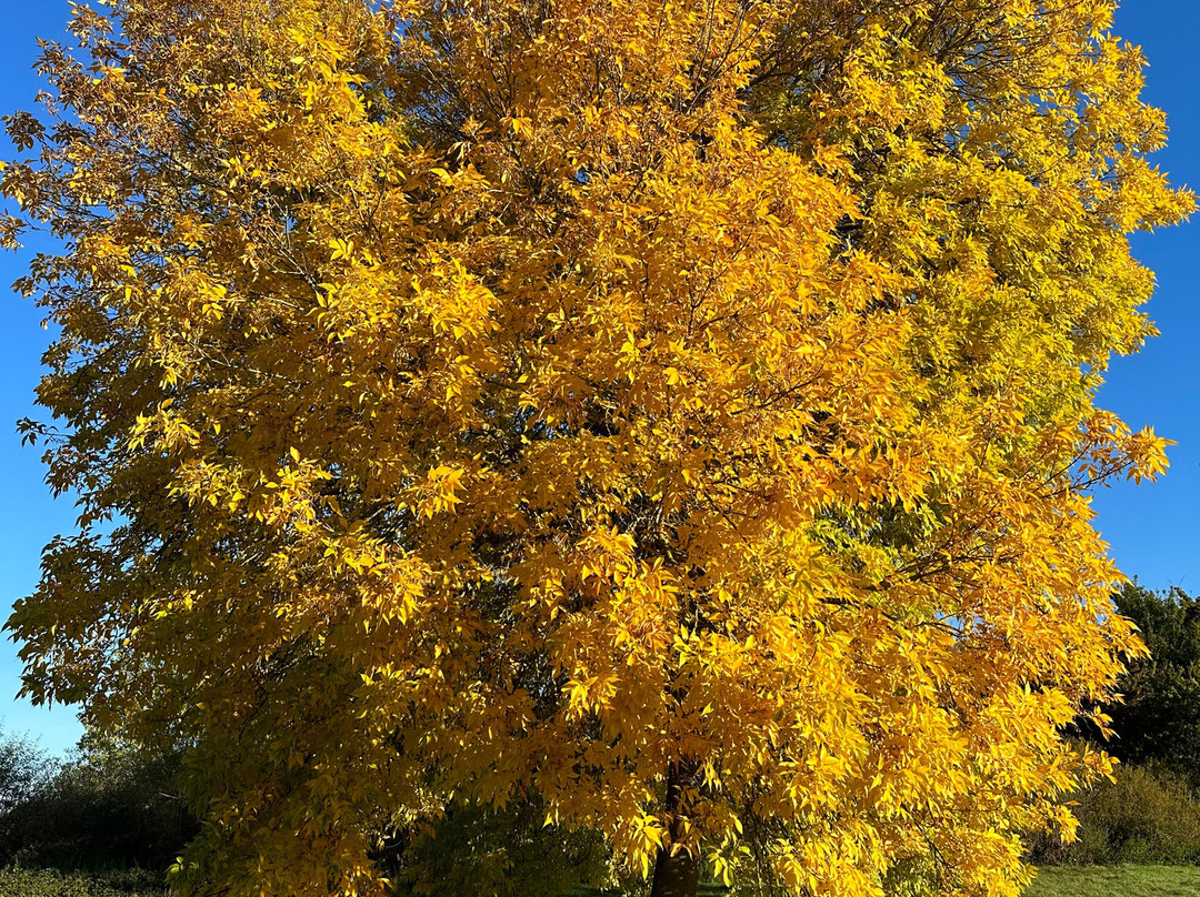 Emberton Country Park-米尔顿凯恩斯必去景点