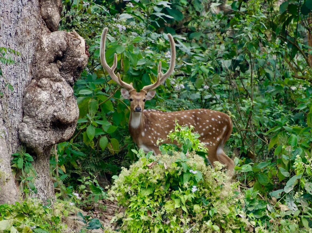 Jungle Expert Treks and Tours