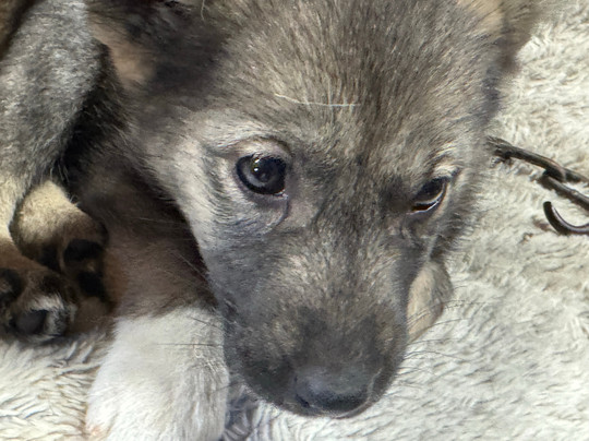 天狼星雪橇狗和极光之旅-费尔班克斯必去景点