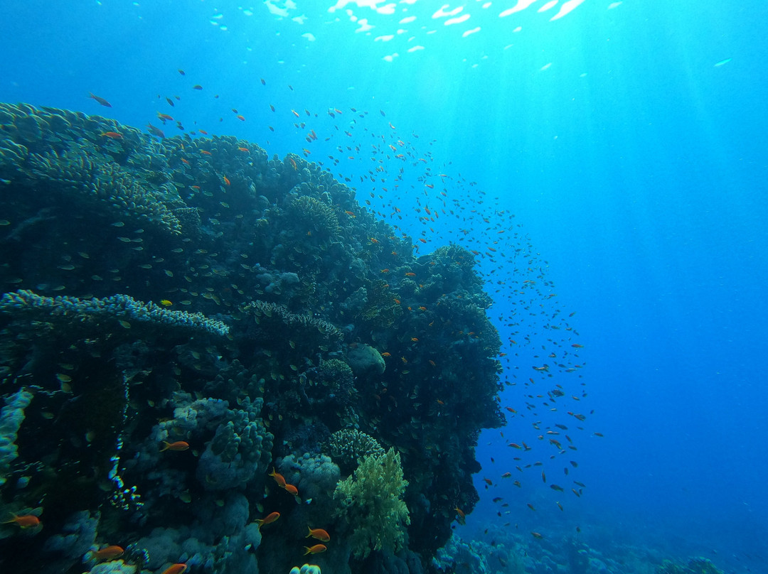 Blue Planet Diving Center-沙姆沙伊赫必去景点
