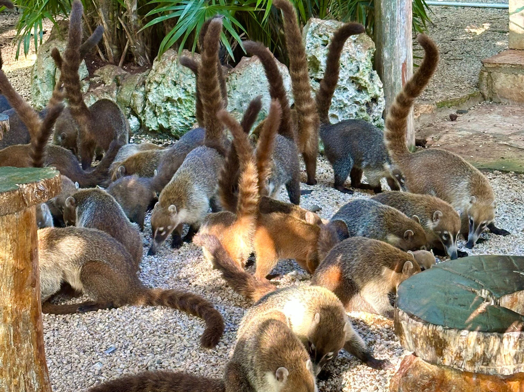 Cenote Azul-尤卡坦半岛必去景点
