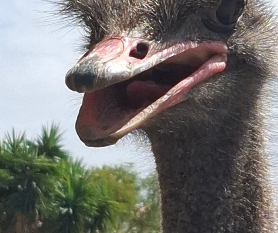 Cape Town Ostrich Ranch-开普敦中心区必去景点