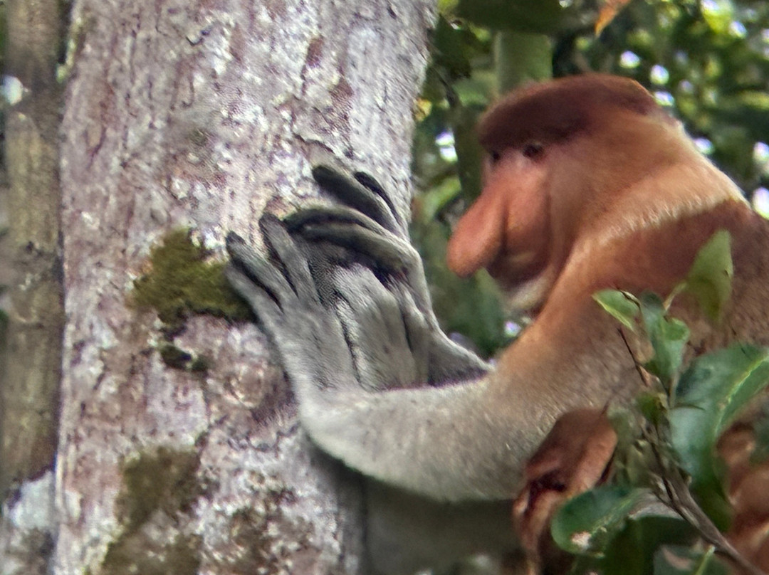 Orangutan Houseboat Tour-Kumai必去景点