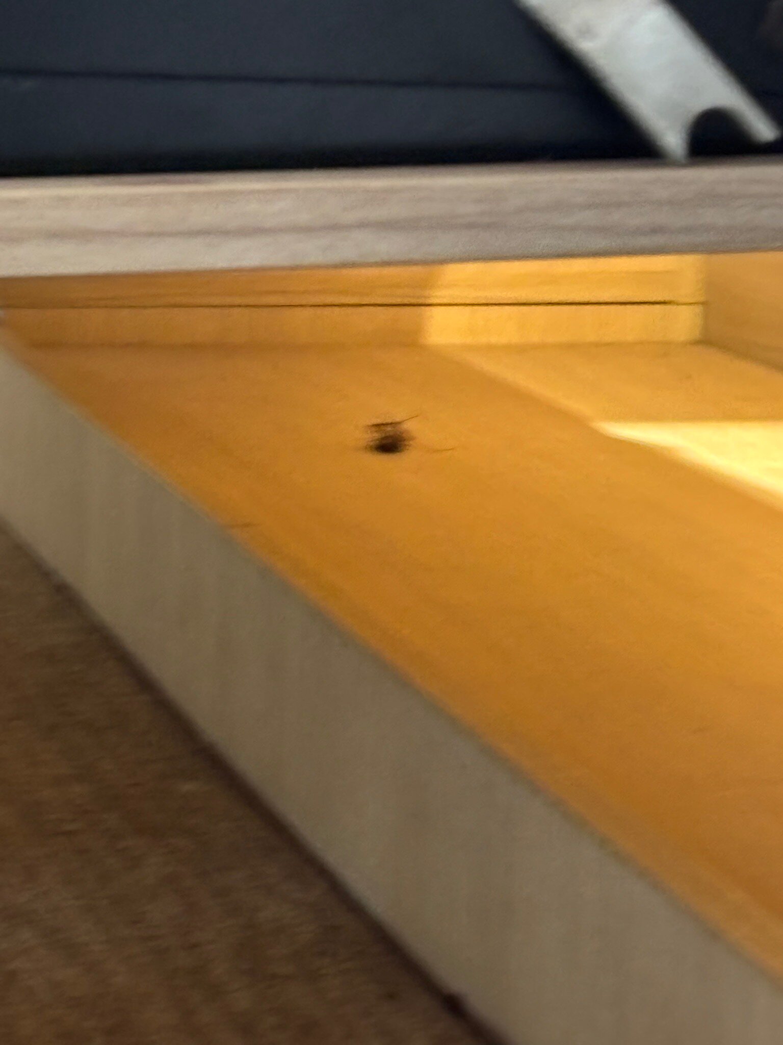 美居鸸鹋高级公寓酒店-官方