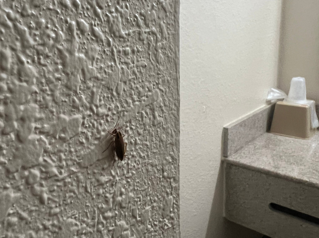 Baymont by Wyndham Ridgeland I-95主图