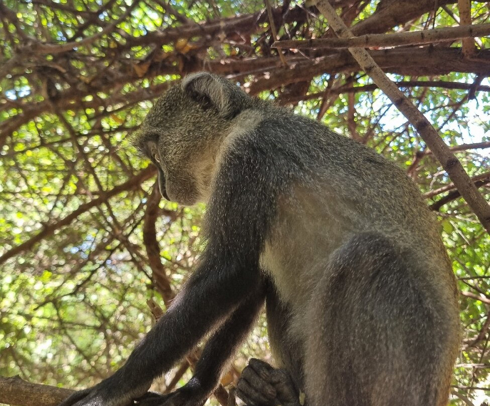 Zanzibar Kilosas Conservation-孥归必去景点