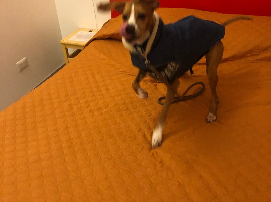 B&b La Rosa Di Orvieto主图