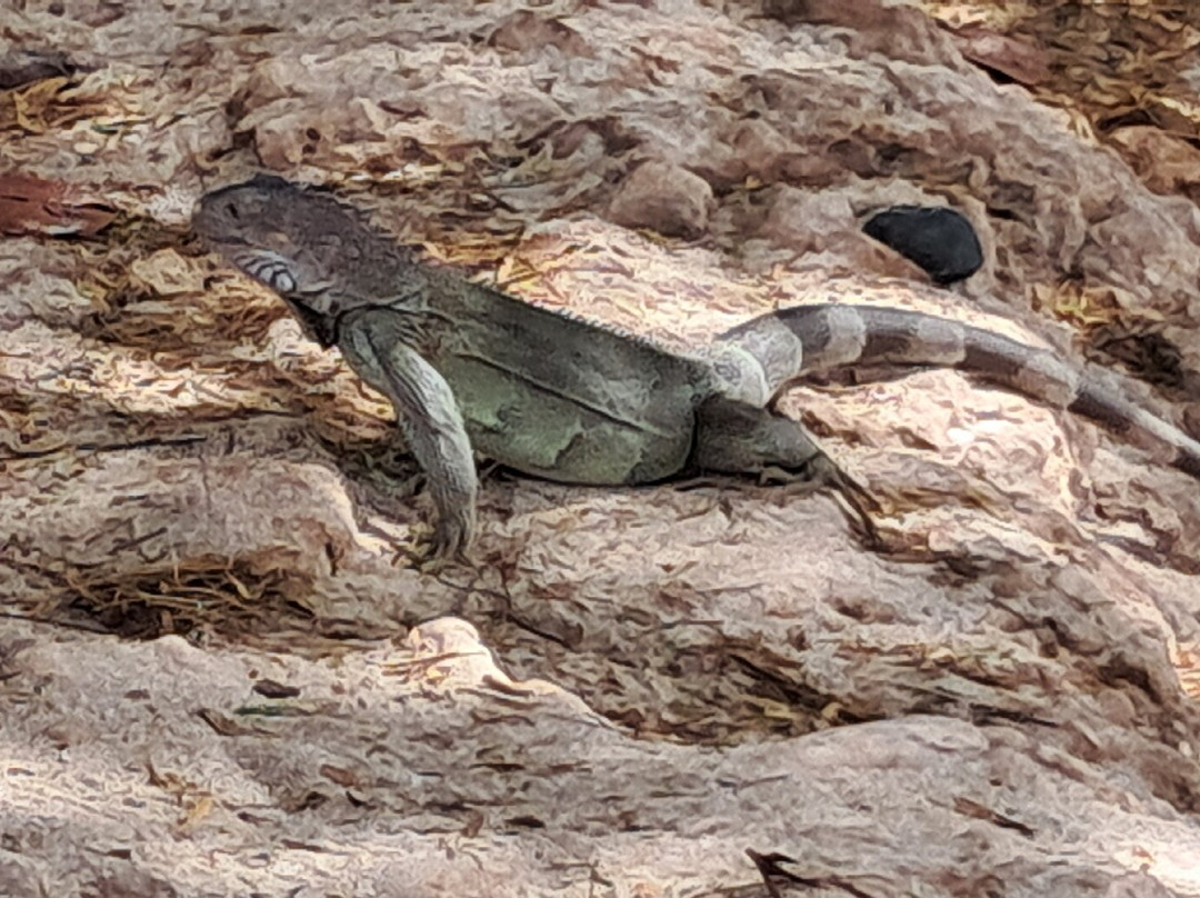Boca Catalina-Noord必去景点