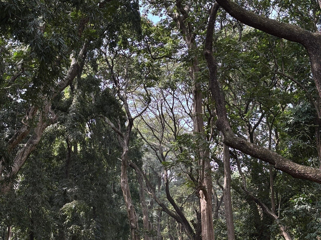 库本公园-班加罗尔必去景点