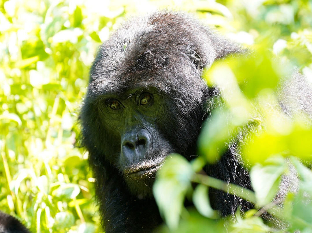 Churchill Safaris & Travel-坎帕拉必去景点