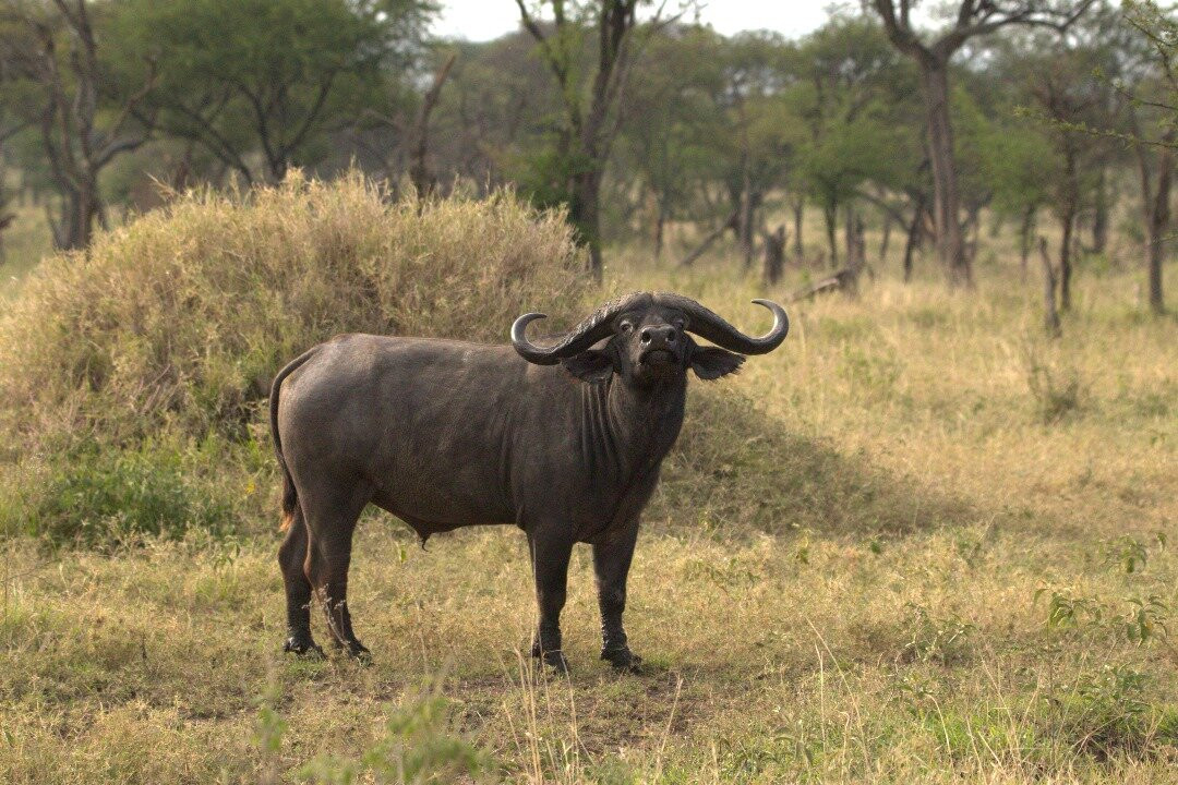 Regal African Safaris-Usa River必去景点