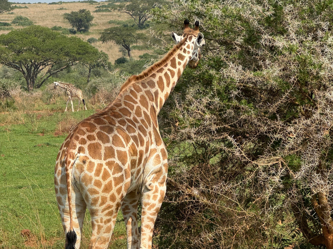 The Great Trekkers Safaris-恩德培必去景点