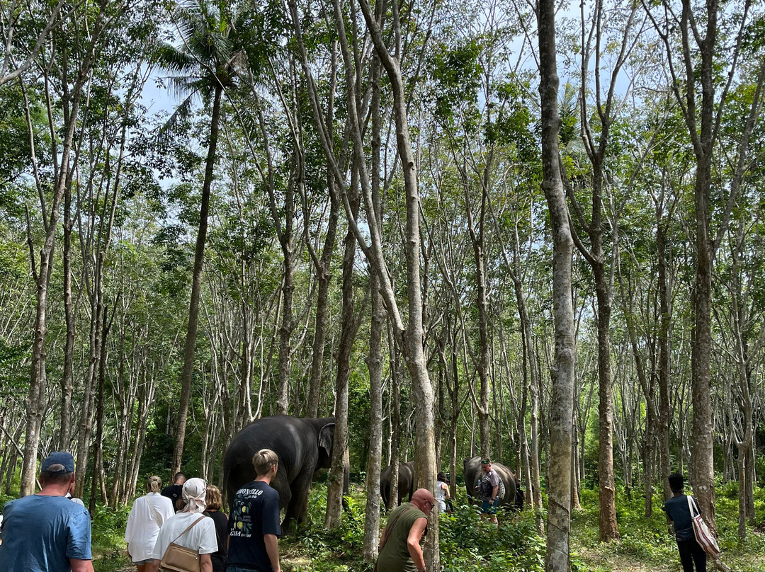 Lanta Island Safari Elephant Lover-Khlong Hin必去景点