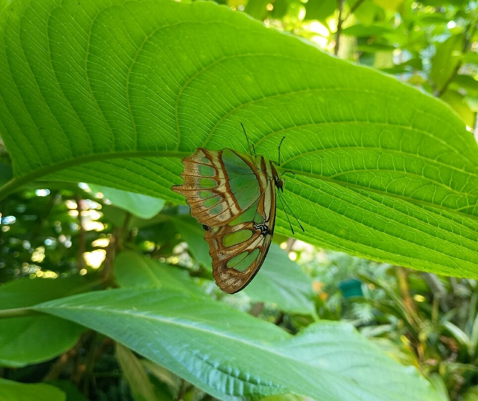 Zoologico de Cali-卡利必去景点