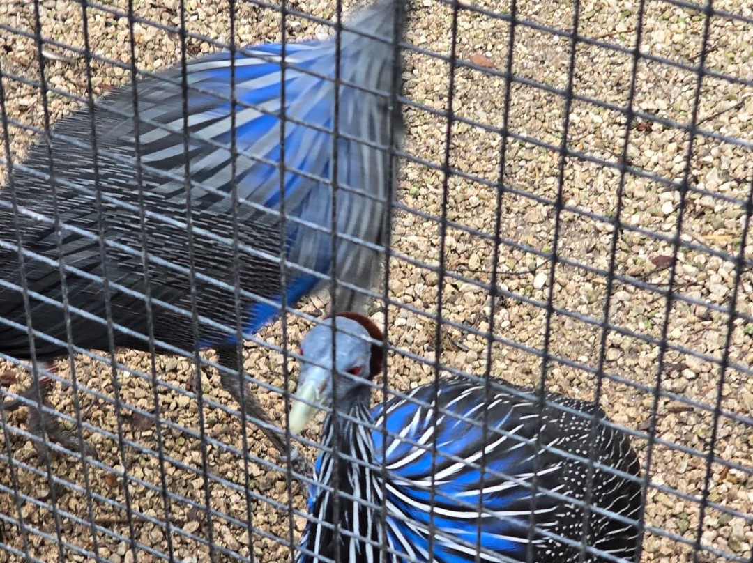 热带蝴蝶馆，野生动物和狩猎中心-谢菲尔德必去景点