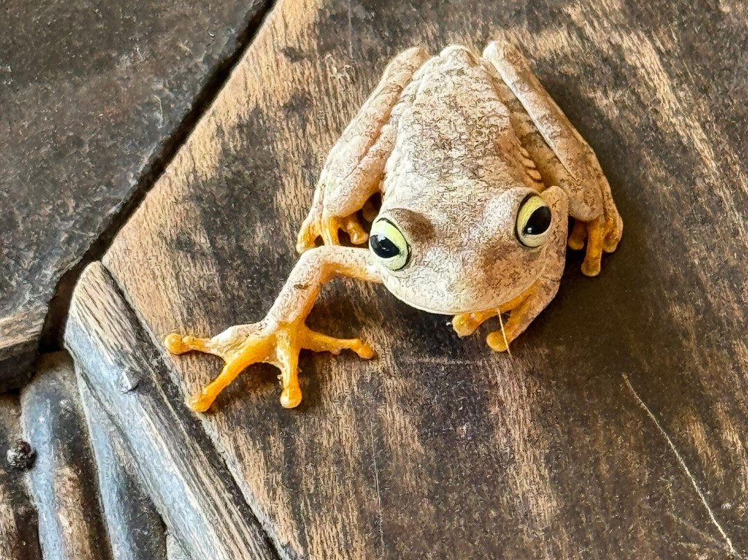 Wild Llanos Tours and Safaris-Yopal必去景点