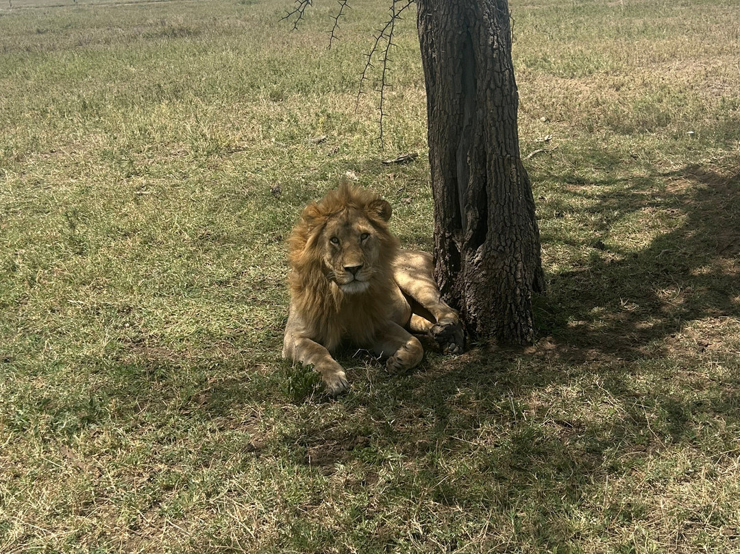 Waterbuck Safaris-Dar es Salaam必去景点