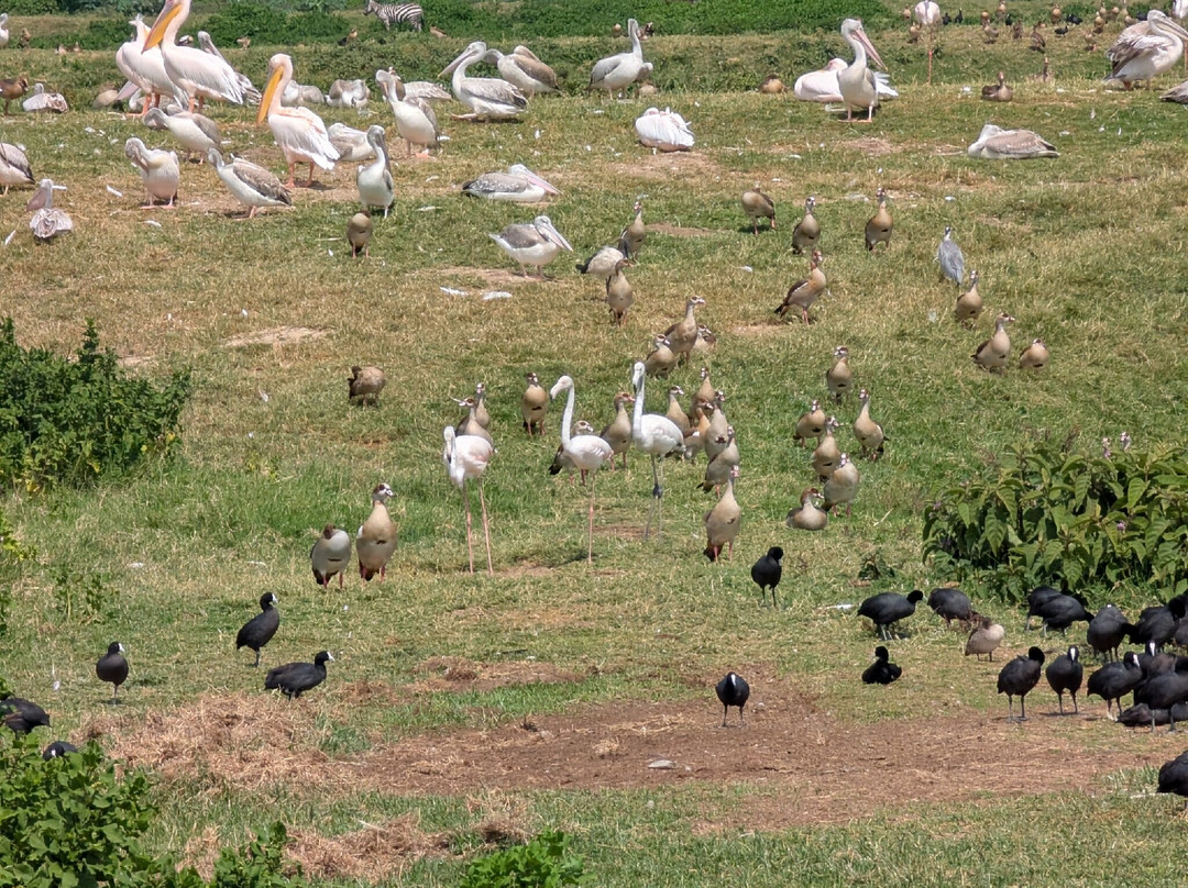 Tuthie afrika-纳库鲁必去景点