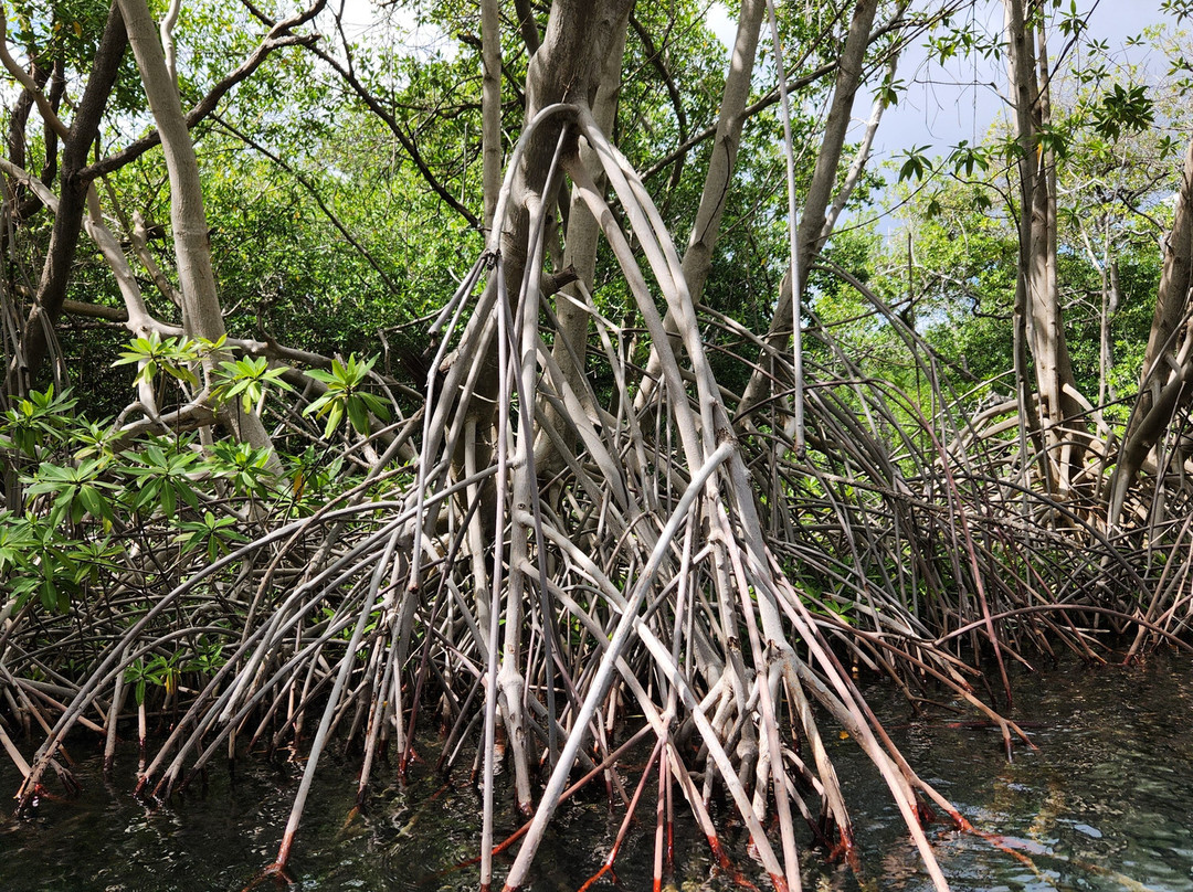 Curaçao Rif Mangrove Park-威廉斯塔德必去景点