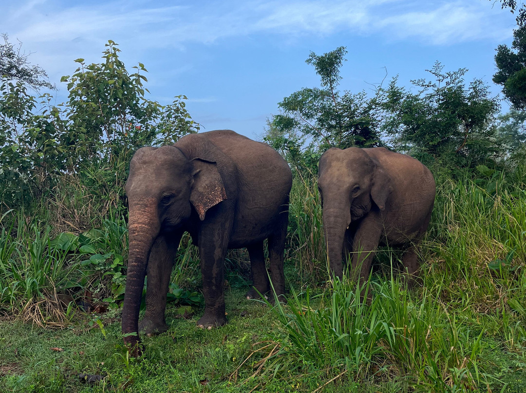 Minneriya Jeep Safari & Tours-锡吉里亚必去景点
