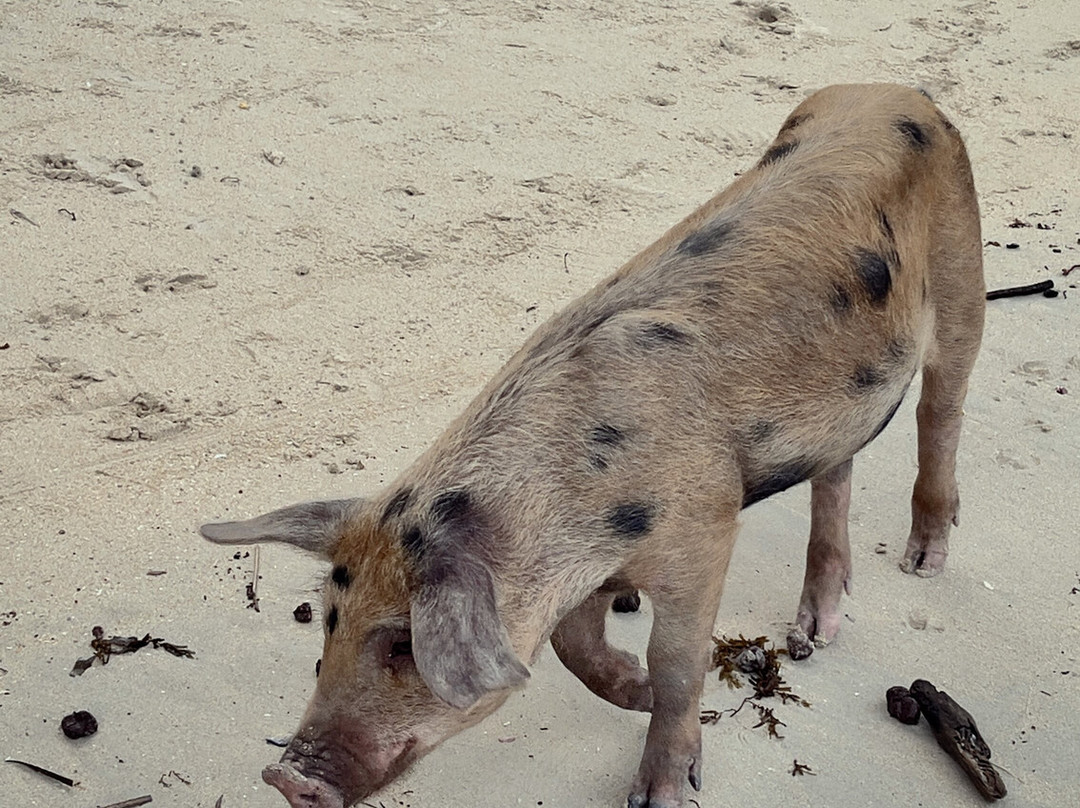 White Beach-巴顿港必去景点