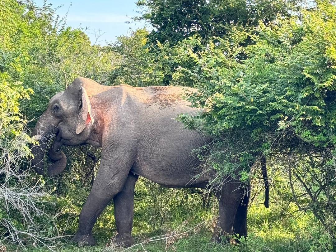 Camp Leopard - Yala Safari Glamping主图