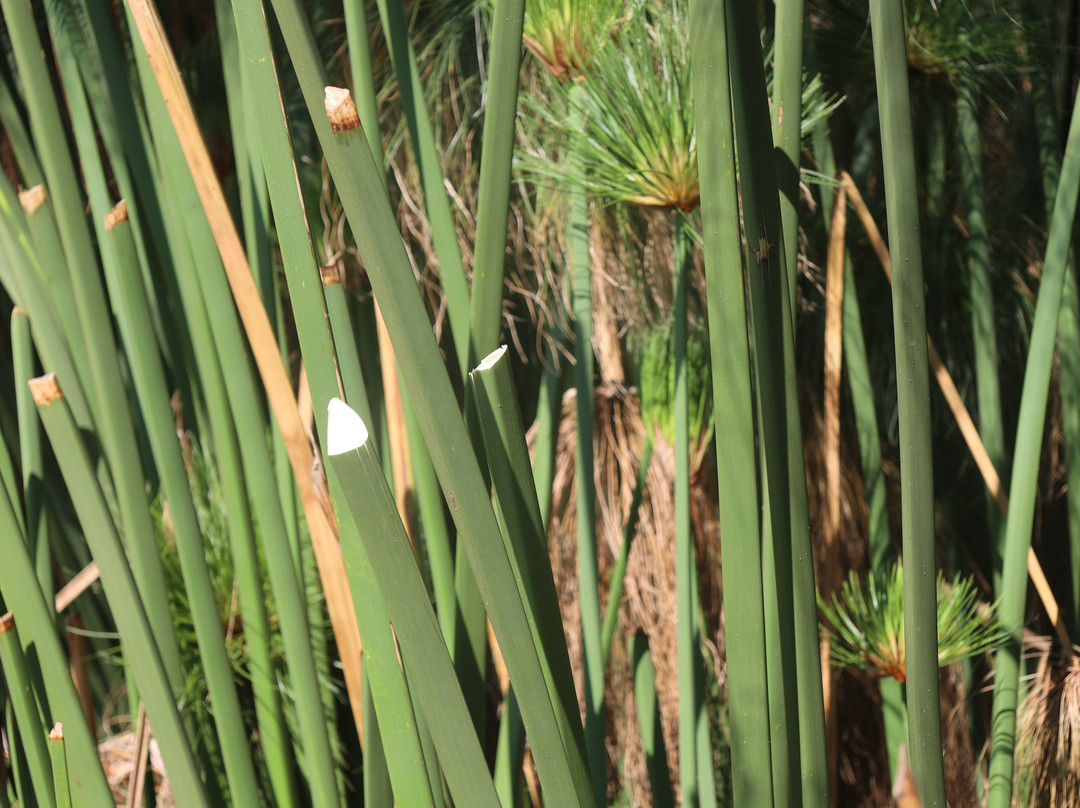 L'Angolo del Papiro-锡拉库扎必去景点