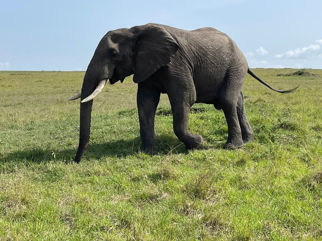 Safari In Kenya Con Samba-瓦塔木必去景点