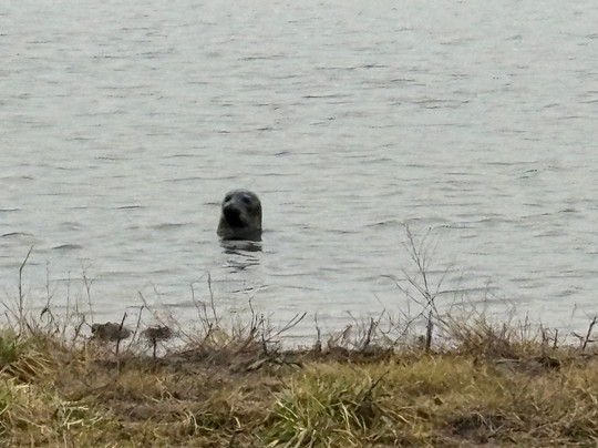RSPB Freiston Shore-Freiston必去景点