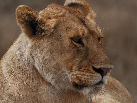 Umani Bliss Safaris-内罗毕必去景点