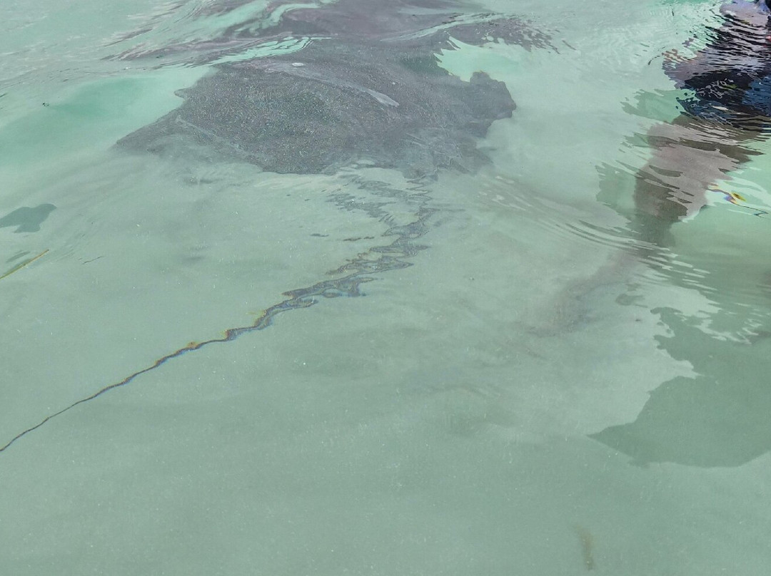 Agence D'excursion en Français Electric Bike Rental-普拉亚德尔卡曼必去景点