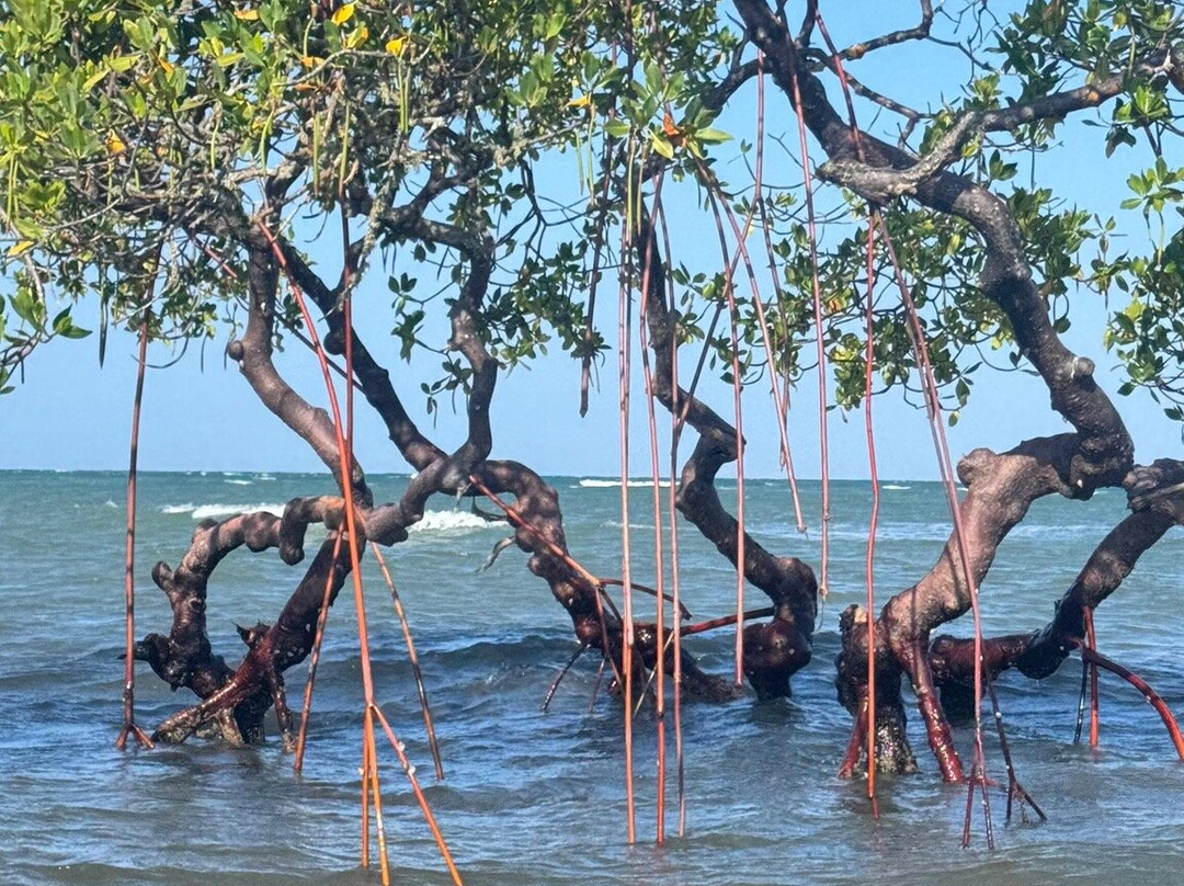 Ponta de Castelhanos-Ilha de Boipeba必去景点