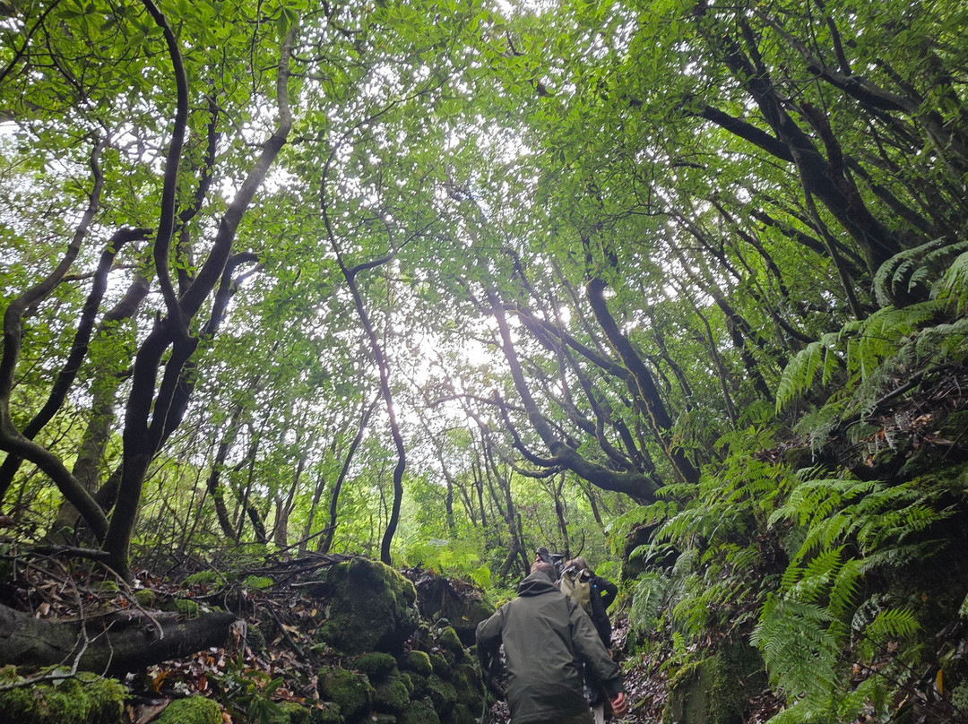 Madeira Wonder Hikes-沙尔必去景点