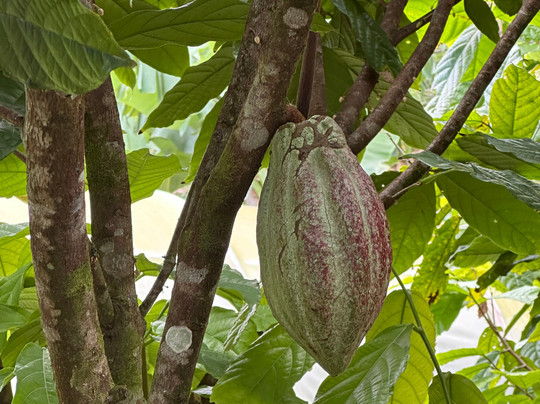 Cafe & Cacao Tour Bijagua-Bijagua de Upala必去景点