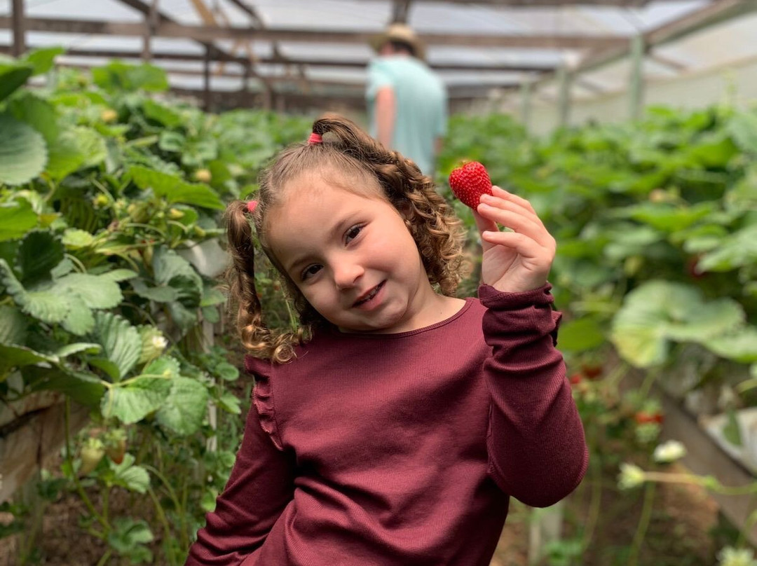 Casa Do Morango-Nova Petropolis必去景点