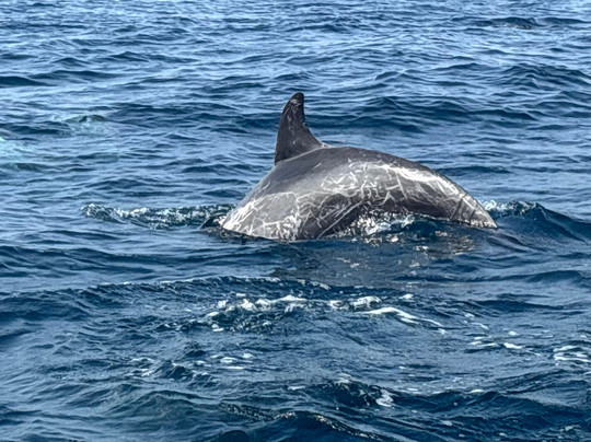 Papa Fish Excursions-乌库拉斯必去景点