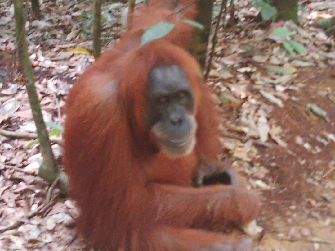 Sumatra Orangutan Tours-武吉拉旺必去景点