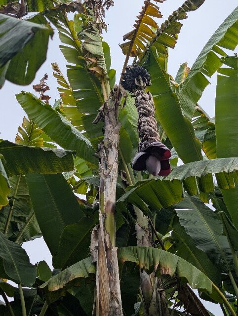 Botanischer Garten-德拉克鲁兹索尔港必去景点