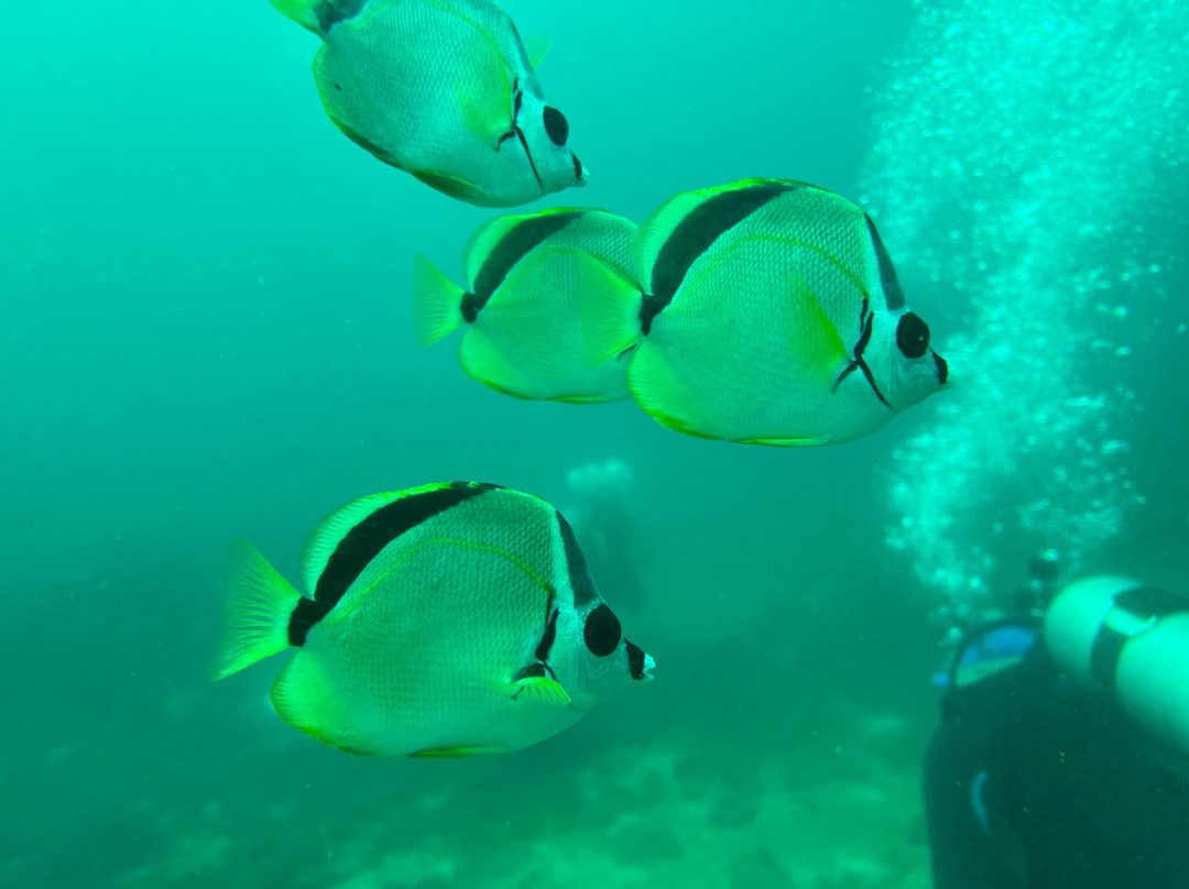 SCUBA Diving at Summer Salt Dive Center-Playas del Coco必去景点