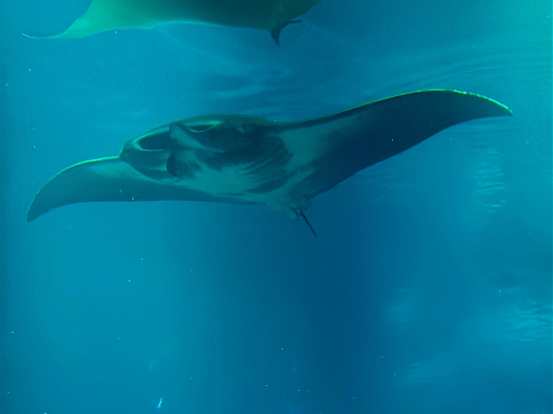 SeaWorld Yas Island Abu Dhabi-阿布扎比必去景点